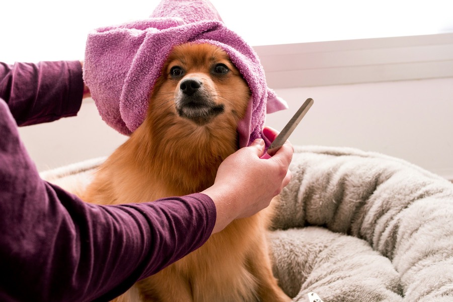 Un petit chien enveloppé dans une serviette rose après son bain